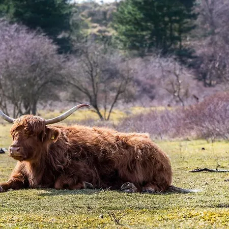 Alpstuga In The Dunes Nearby The IJmuiden